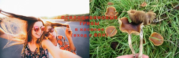 стаф Алзамай