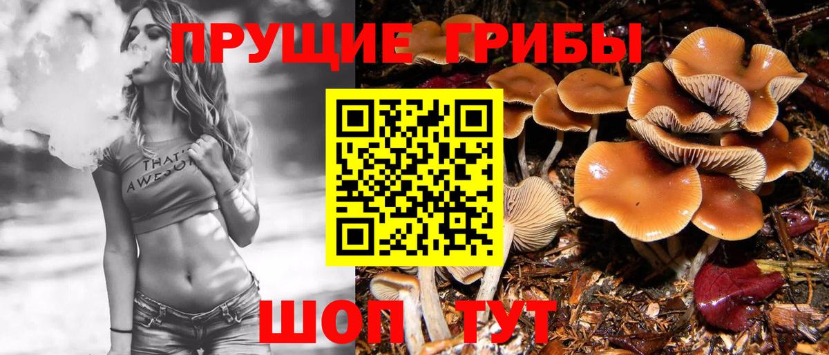 Тулун  Галлюциногенные грибы Cubensis  Вход с VPN 